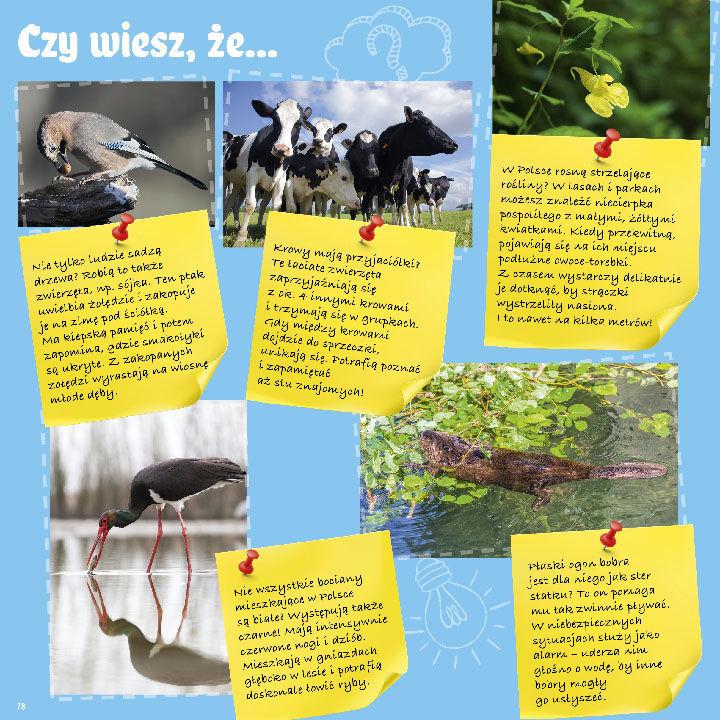 Gazetka promocyjna Stokrotka str. 78